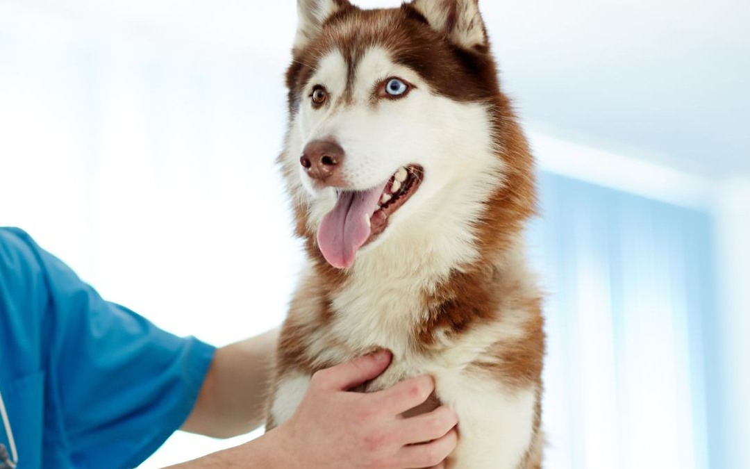 veterinarian gently examining a dog