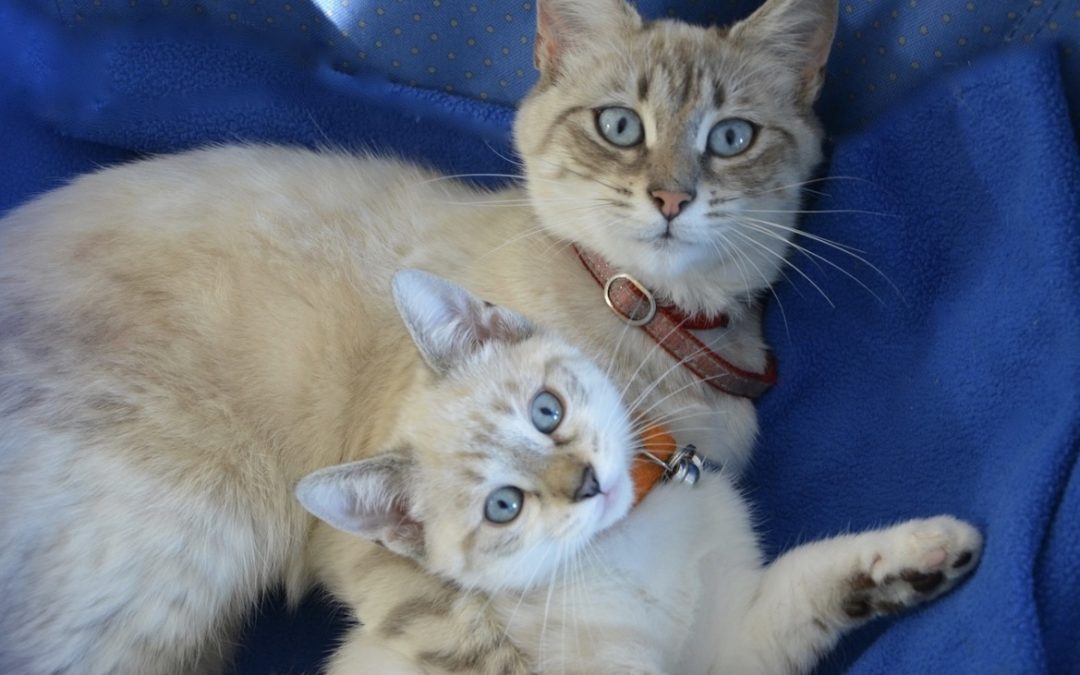 two cats lying on a blue blanket