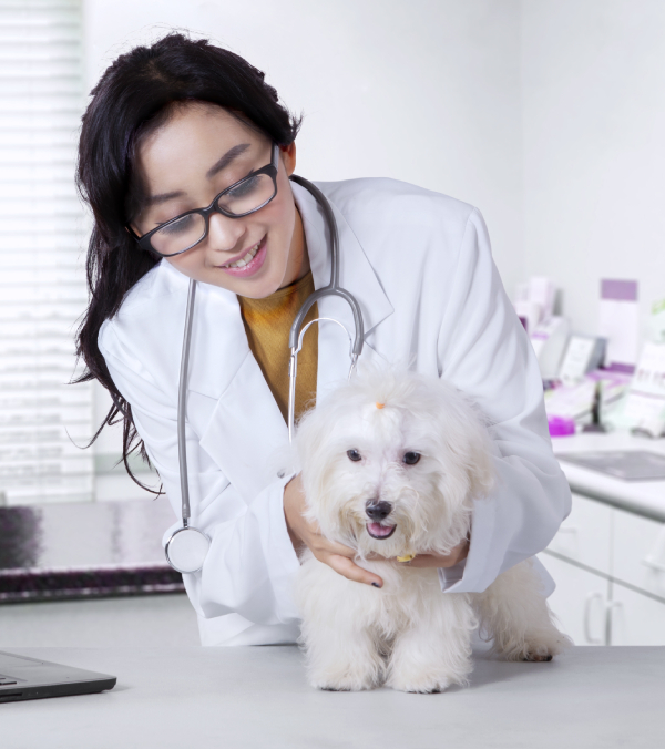 a vet in a clinic holding a small white dog
