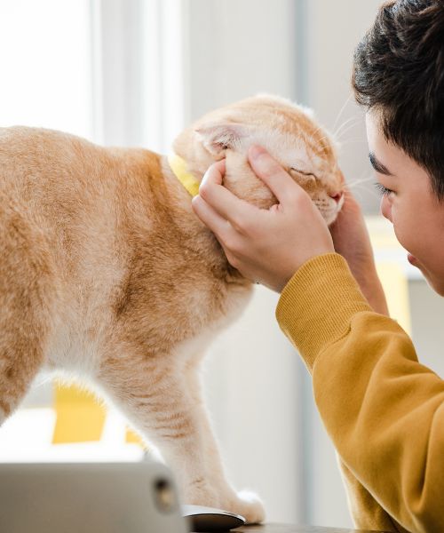 A person petting a cat